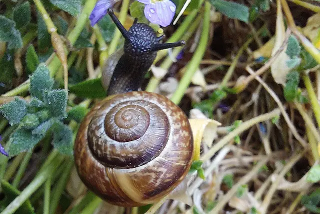 Nach dem Regen kamen die Schnecken in großer Anzahl