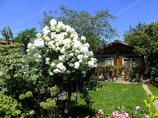 Weiße Rosen aus Athen🎶🎵🎶
Sagen dir komm recht bald wieder
Sagen dir Auf Wiedersehn
Weiße Rosen aus Athen (Lied von Nana Mouskouri)