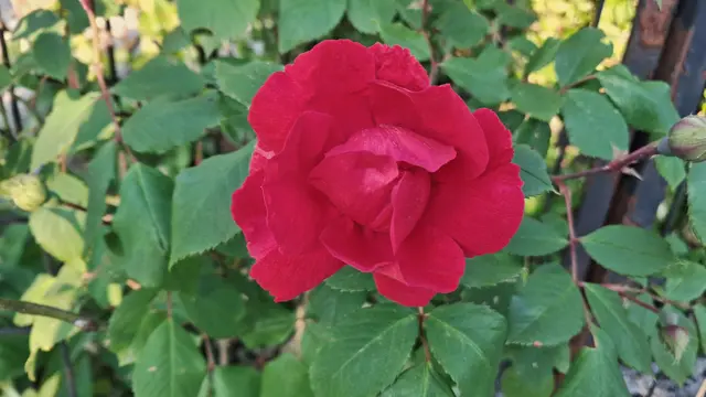 Eine rote, halb aufgeblühte Rose vor grünem Blattwerk
