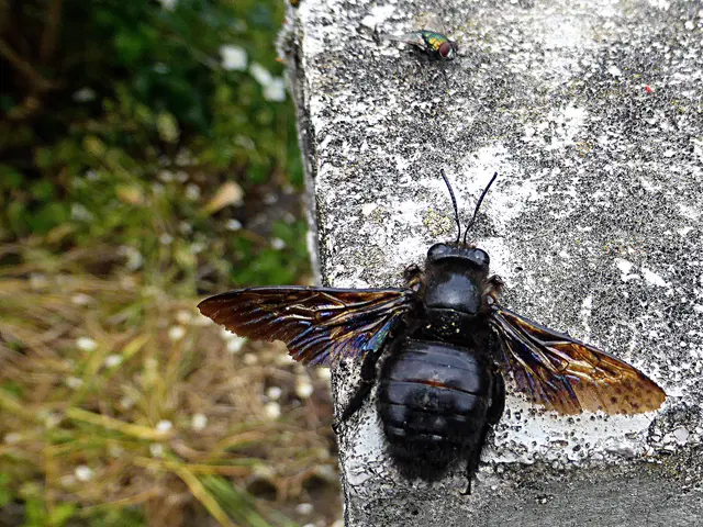 Mit 20 bis 28 Millimeter Körperlänge zählen die Tiere zu den größten Vertretern der Bienen in Mitteleuropa📸