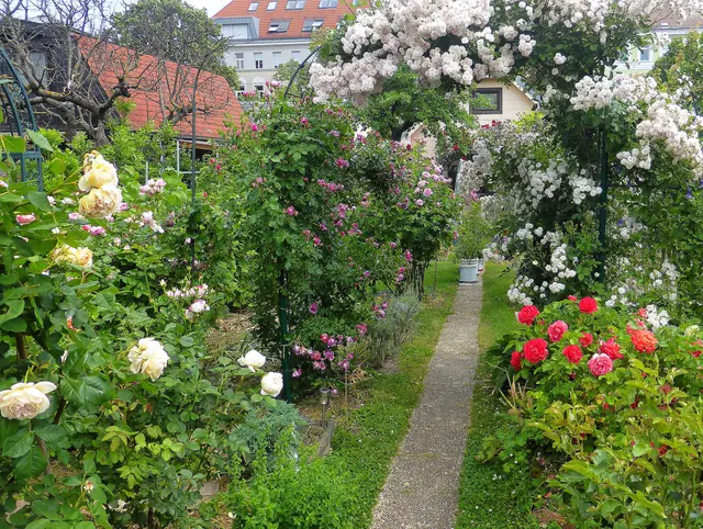 "Das Leben ist wie ein Rosenweg; es hat nicht nur Dornen, sondern auch seine wunderschönen Blüten."💖