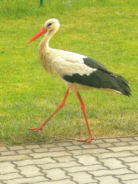 Wassersuche in unserem Garten