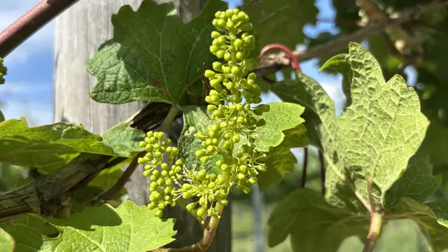 Der Wein erblüht !
