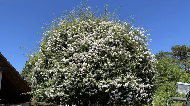 Unser ehemaliger Marillenbaum; nun unser "Ramblerrosenbaum" !
