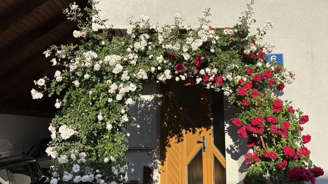 Wie im Märchen: Rosen umsäumen den Eingang !