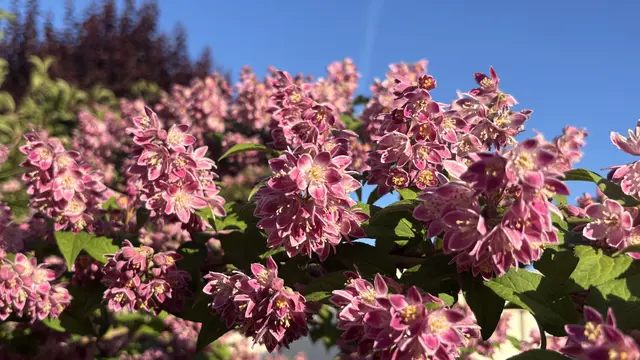 Deutzia 'Strawberry Fields'  -  Blüten, Blüten; nichts als Blüten !
