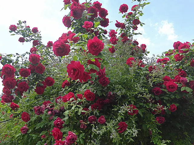 An Fronleichnam (dem Hochfest des Leibes und Blutes Christi) spielen Rosen eine zentrale Rolle im katholischen Brauchtum. Sie werden traditionell für prachtvolle Blumenteppiche verwendet, die den Weg für die Prozession schmücken, oder während des Umzugs von Kindern als sogenannte "Streublumen" gestreut💖