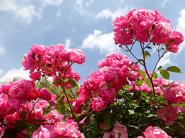 Schönes Wochenende! Was auch immer deiner Seele gut tut: Mach es🌺
