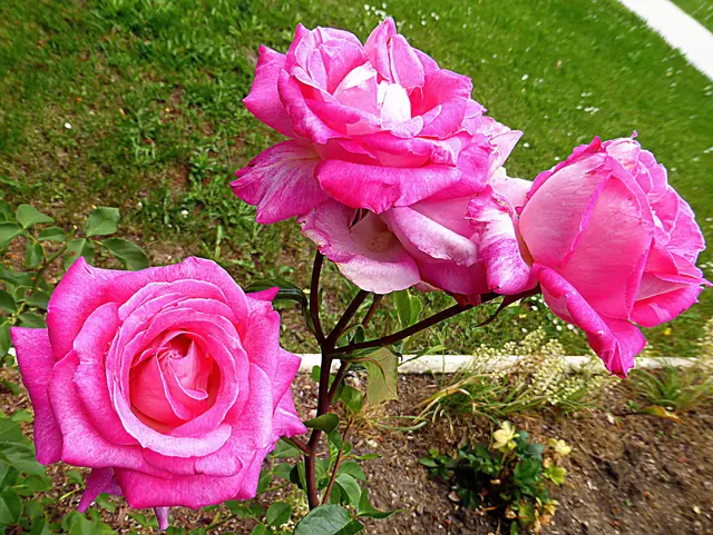 Die Seele entfaltet sich wie eine Rose, deren Blütenblätter sich öffnen, um die Liebe und das Licht des Lebens aufzunehmen🌺💖🌺
