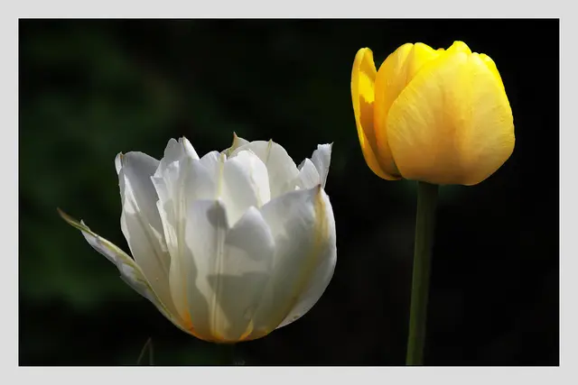 Tulpen im Streiflicht