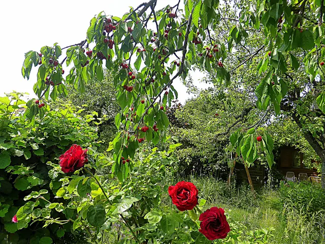 Kirschen und Rosen sind eng miteinander verwandt – beide gehören zur Familie der Rosengewächse. Je nach dem man hinauswollen, harmonieren sie besonders gut in der Küche oder bei der Gartengestaltung🌹💖 🌹