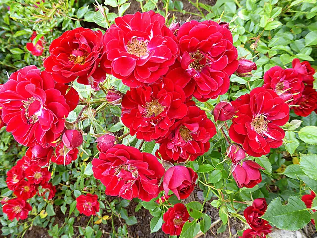 Wünsche Euch einen schönen Wochenbeginn🌹