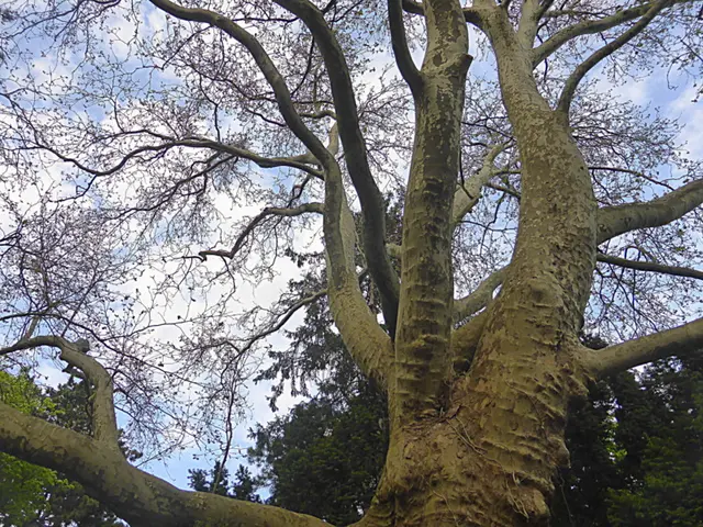Mein Freund der Baum ist tot
Er fiel im frühen Morgenrot📸
Dieser Baum steht noch (Narurdenkmal)