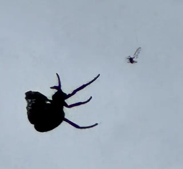 DIE „BALKONSPINNE“ HOLT SICH IHRE INS NETZ GERATENE BEUTE!
GUTEN APPETIT, MAHLZEIT!