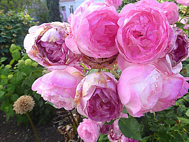 Um den Unterschied zwischen einer verwelkten und einer nicht verwelkten Rose zu verstehen, betrachtet man am besten ihre Frische, Spannkraft und die Pflegebedürfnisse🌺🌺🌺