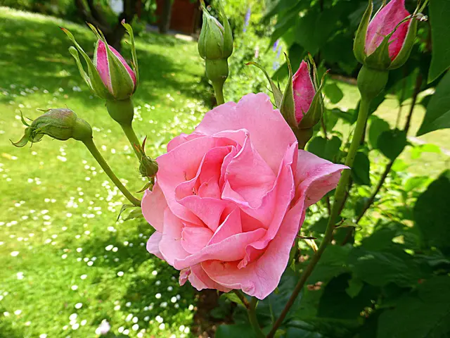 Keine Dornen ohne Rosen: Positiver formuliert – es gibt keine Freude ohne Leid, aber auf jedes Problem folgt auch wieder etwas Schönes💖