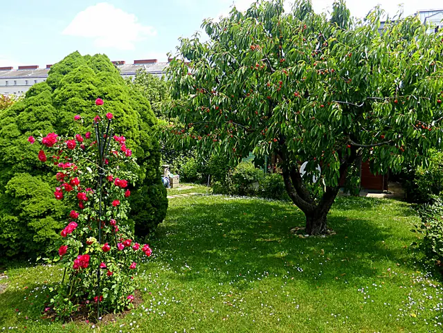             Die Kirschen leuchten mit den Rosen um die Wette                               🌹💖🌹