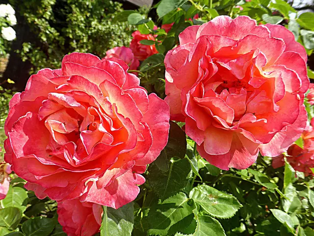 Die Königin der Blumen verzaubert weltweit durch ihre Vielfalt und lässt sich mit der richtigen Pflege und gezieltem Schnitt jahrelang im eigenen Garten oder auf dem Balkon kultivieren🌹 💖🌹