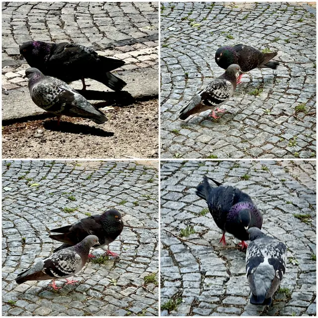 Die Paarung bei Tauben verläuft in drei Schritten: Balz, Schnäbeln und eigentliche Begattung. Tauben sind monogam und bleiben oft ein Leben lang zusammen. Die Balz: Das Männchen umwirbt das Weibchen, indem es sich aufplustert, gurrt, im Kreis dreht und seinen Hals streckt. Das Schnäbeln: Bei der Annäherung halten sich die Tauben am Schnabel fest und neigen ihre Hälse mehrmals abwechselnd nach links und rechts. Die Begattung: Das Weibchen duckt sich schließlich, woraufhin das Männchen auf seinen Partner steigt. Beide pressen ihre Kloaken (die Geschlechtsöffnung der Vögel) aufeinander, um die Spermien zu übertragen.
(Wikipedia)