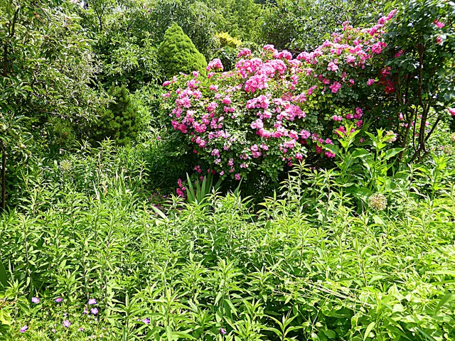 „Farbenschönheit im Grünen“ beschreibt die harmonische Verschmelzung von leuchtenden Farben und Natur. In Wien, der grünsten Metropole, lässt sich dieses Erlebnis am besten in den zahlreichen Gärten und Parks der Stadt genießen, die durch eine reiche Blütenpracht zur warmen Jahreszeit unvergessliche Farbspiele bieten🌺