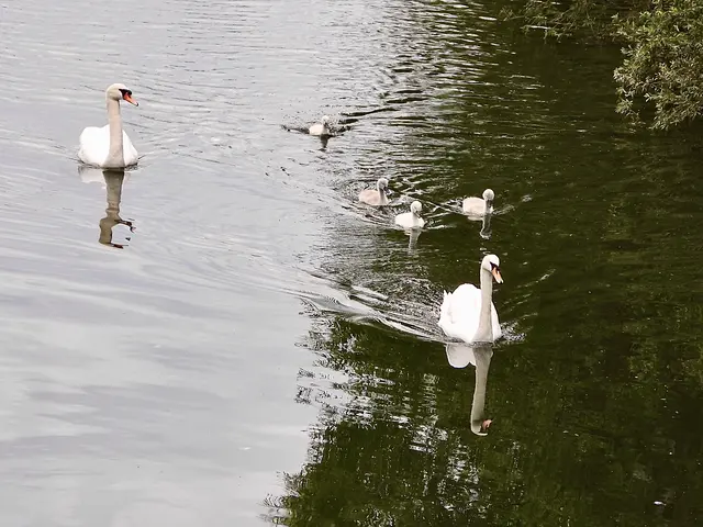 Die Schwaneneltern sind die Bodyguards ihres Nachwuchses, im Wasser und auch zu Lande,  an ihnen kommt keiner vorbei. 
Schön das es heuer wieder Jungschwäne in Kindberg gibt. Im Vorjahr haben die jungen Schwäne wegen des Hochwassers in der Mürz nicht überlebt.