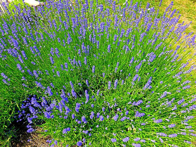 In vielen Kulturen steht Lavendel für Reinheit, Ruhe und Heilung. Die violette Farbe der Blüten symbolisiert Spiritualität und Gelassenheit und ist in der ayurvedischen Chakrenlehre mit dem Kronenchakra verbunden, das als „Brücke zum Kosmos“ gilt​💙