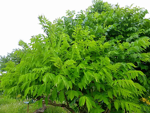 Es grünt so grün, wenn Spaniens Blüten blühen💚