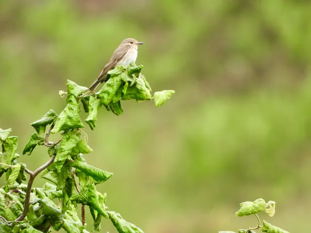 Gestern konnte ich den Grauschnäpper in Nachbars Garten entdecken, unauffällig ohne viel Gesang fällt er zunächst gar nicht auf. Vorbeifliegende Insekten fängt er mühelos von seinem Beobachtungsstand und bringt sie zu seinen Jungen.
