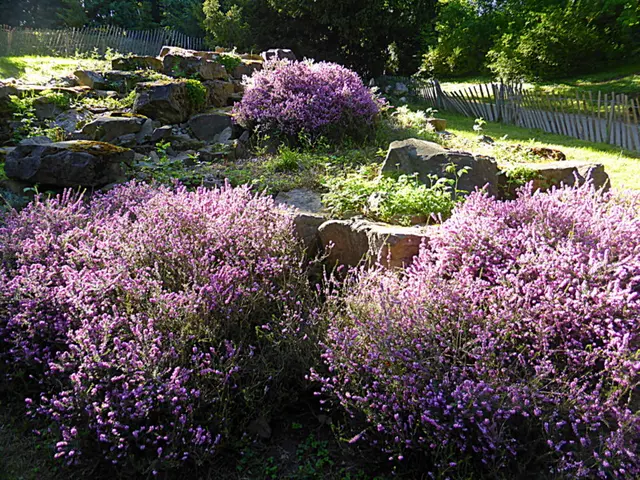 Blühende Schönheit im Steingarten🌺 💖🌺