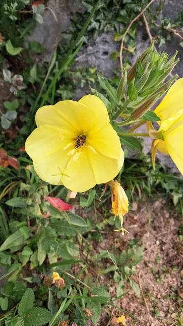 Eine Biene steckt mit dem Kopf in einer großen gelben Blüte
