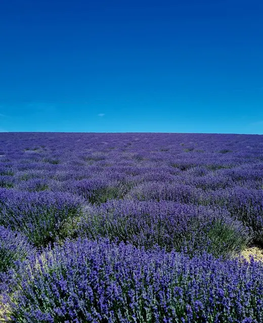 Lavendel  | Foto: Manuela Jeindl