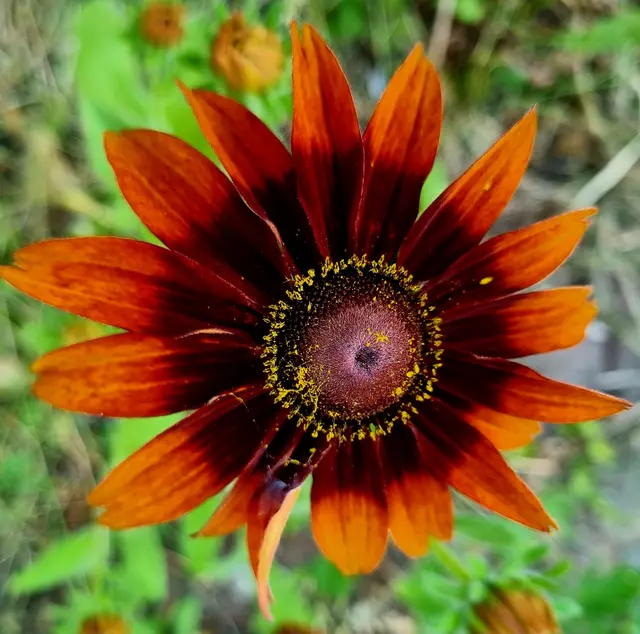 Schwarzäugige Rudbeckie (Rudbeckia hirta),sie bringt mich noch zum Wansin, was ich schon alles versucht habe! | Foto: Manuela Jeindl