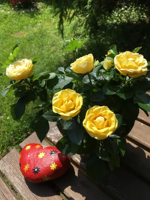 Zitat des heutigen Tages:
"Soll gedeihen Obst und Wein, muss der Juli trocken sein!"
