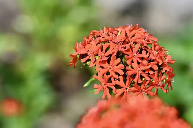 Auch unter dem Namen Malteserkreuz, Scharlachlichtnelke, oder Jerusalemer Kreuz bekannt.
Eine winterharte Blume, die sich seit Jahrzehnten in meinem Garten wohlfühlt. Blütezeit Juni/Juli.