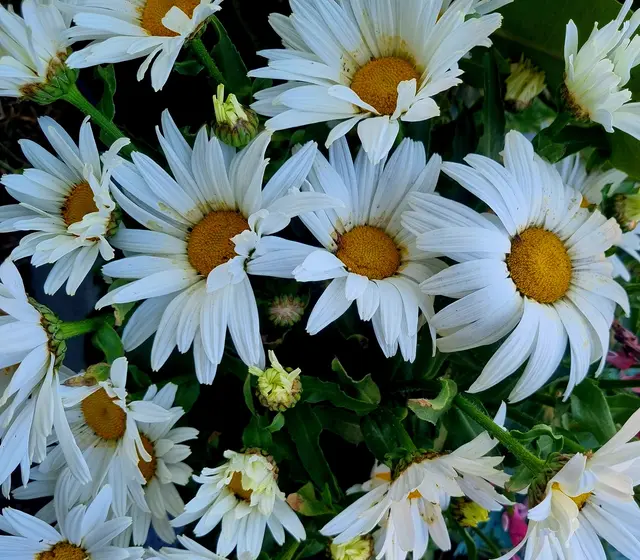 Wiesen-Margerite (Leucanthemum vulgare agg.), zum Schulschlus gab es für die Frau Lehrer, einen Strauß Margeriten mit Schleierkraut! | Foto: Manuela Jeindl