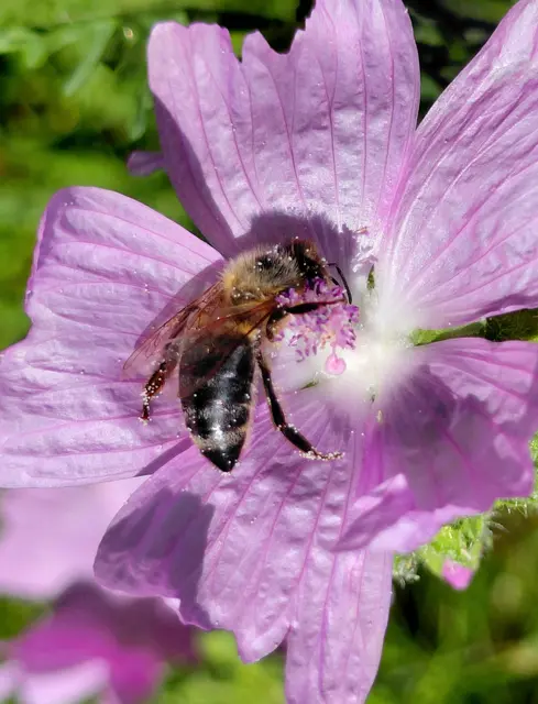 Ich wünsche euch einen schönen Sonntag an einem kühlen Ort! | Foto: H.Bachinger