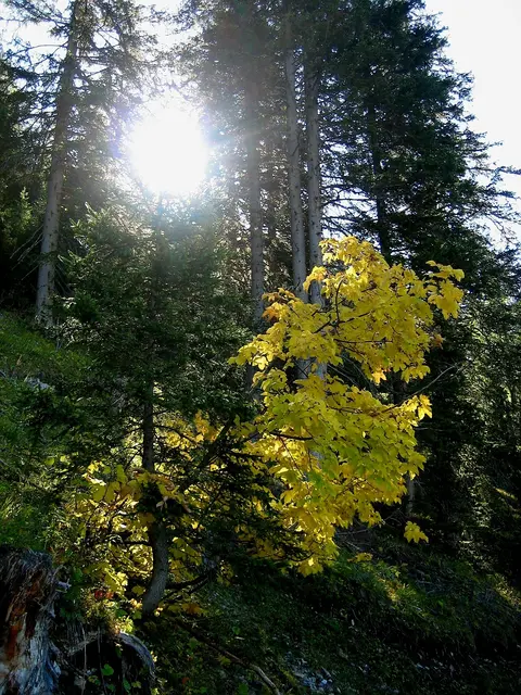 Ein sonnendurchfluteter Mischwald, Nadelbäume und gelbe Laubbäume sind zu sehen. Blauer Himmel.