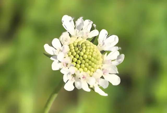 Doislau