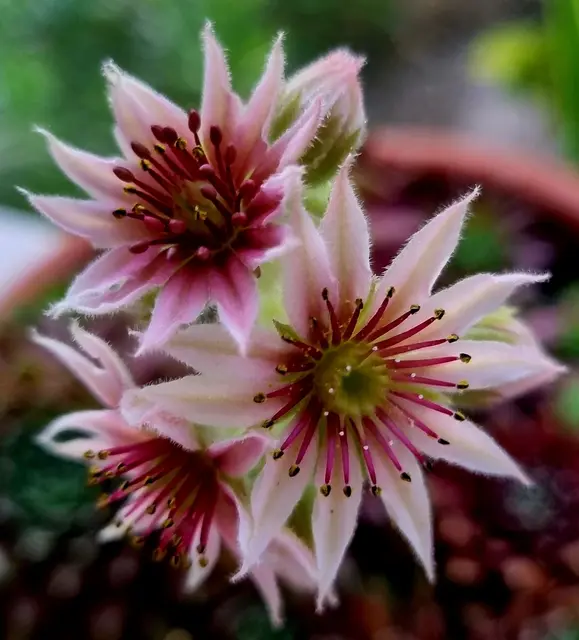Blüte von Hauswurz | Foto: Manuela Jeindl