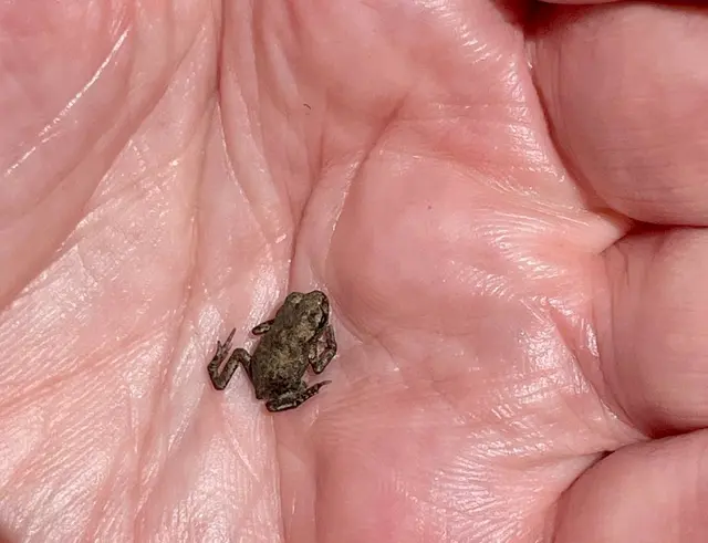 LIEBER KRÖTENNACHWUCHS AUF MEINER HAND
