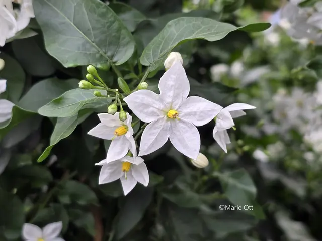 Jasmin, Duft
