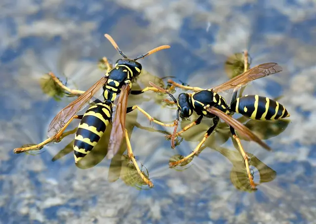mit gespreizten Beinen lassen sich die Wespen an der Wasseroberfläche treiben und trinken dabei