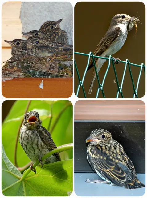 Nestlinge - Sie sind im Nest der Eltern sicher aufgehoben und auf deren Fürsorge angewiesen. 
Ästlinge -  Jungvögel während der Bettelflugperiode , sie halten sich bereits außerhalb des Nestes auf.
