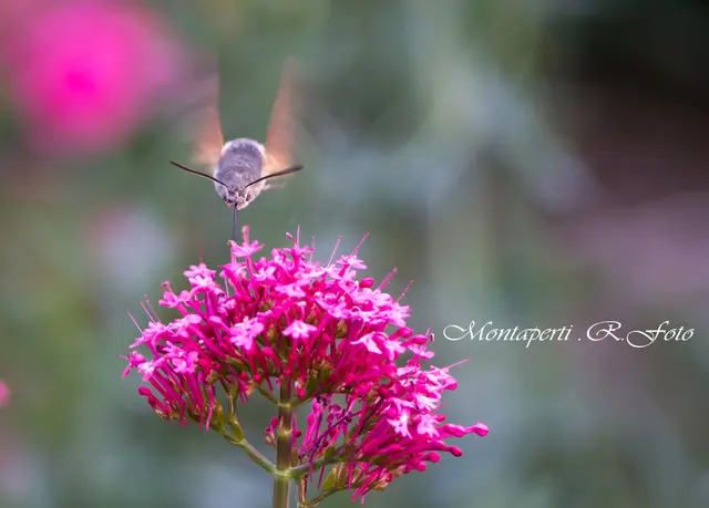 Taubenschwänzchen - Macroglossum stellatarum - Schmetterling