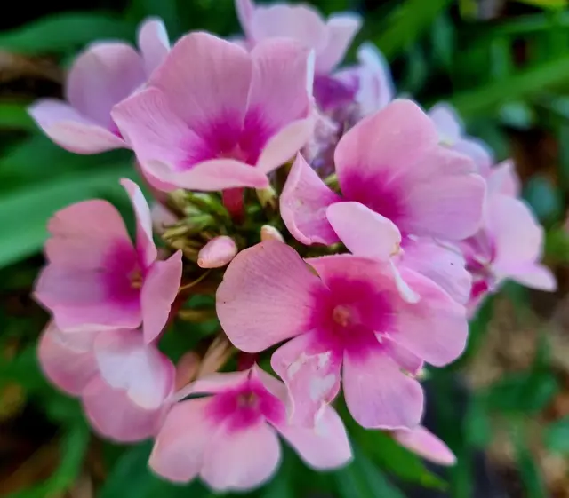 Phlox  | Foto: Manuela Jeindl