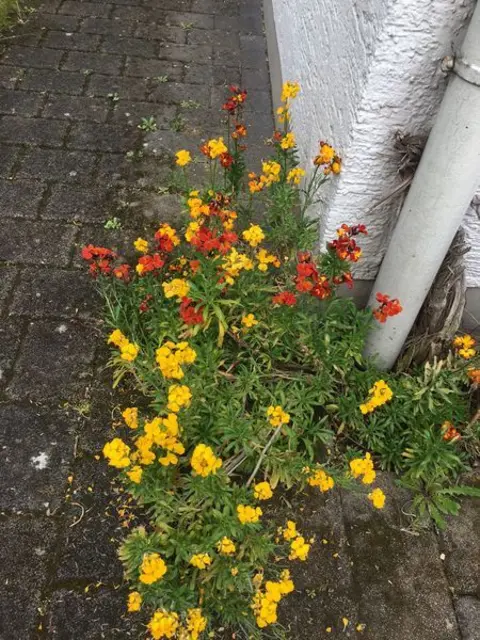 Zitat des heutigen Tages:
"So golden die Sonne im Juli strahlt, so golden sich er Roggen mahlt!"