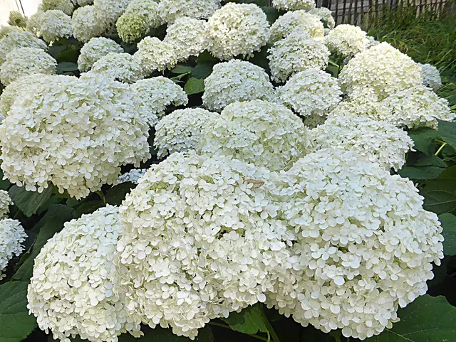 Weiße Blüten gelten in der Lyrik oft als Symbole für Reinheit, Unschuld und Hoffnung, wobei sie die reine Schönheit der Natur verkörpern🌼