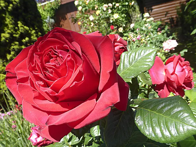 Rote Rosen, rote Lippen, roter Wein, laden uns ein, laden uns ein🌹🍷🌹