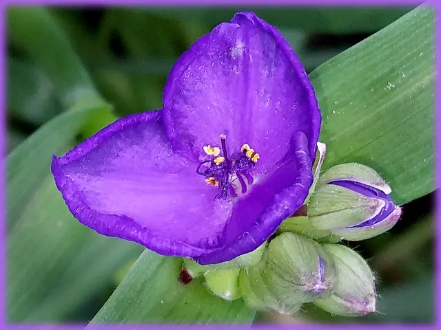  Der Trivialname „Dreimasterblume“ bezieht sich auf die dreieckige Blütenform, die der Hutform eines Dreispitz oder Dreimasters ähnelt. Auch in Parkanlagen des öfteren zu sehen.