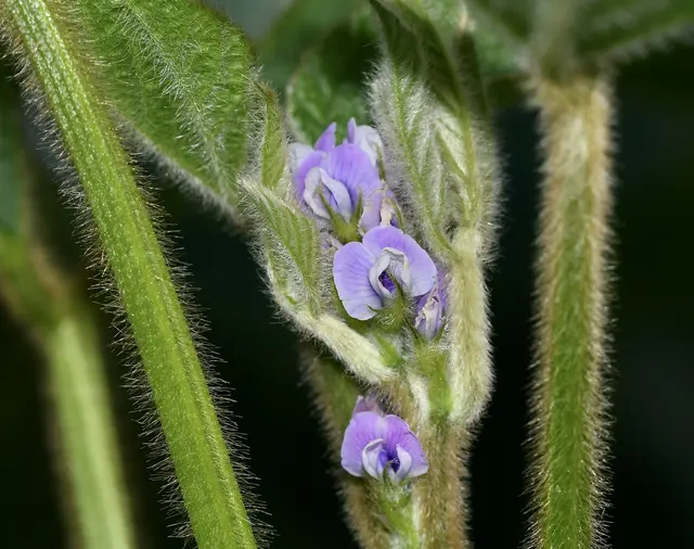 beinahe unscheinbar sind die Blüten der Sojabohne, mit einer Größe von 5-7 mm, auf den ersten Blick kaum erkennbar, erst durch eine Makroaufnahme kann man sie genauer betrachten
